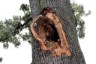 The historic George Washington Tree was severely damaged in the June 29 derecho storm