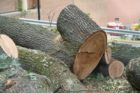 The historic George Washington Tree was severely damaged in the June 29 derecho storm