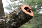 The historic George Washington Tree was severely damaged in the June 29 derecho storm