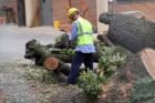 The historic George Washington Tree was severely damaged in the June 29 derecho storm