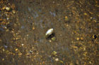 A fish killed by a chlorinated water leak in the Four Mile Run stream near Shirlington.