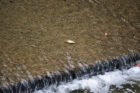 A fish killed by chlorinated water that leaked into the Four Mile Run stream near S. Walter Reed Drive.
