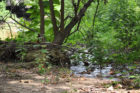 Water from a broken pipe seeps into the Four Mile Run stream on Tuesday just north of the S. Walter Reed Drive bridge near Shirlington.