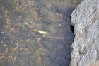 A fish killed by chlorinated water that leaked into Four Mile Run stream in Shirlington on Tuesday.