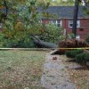 Tree down in Arlington Oaks (courtesy @MsCole84)