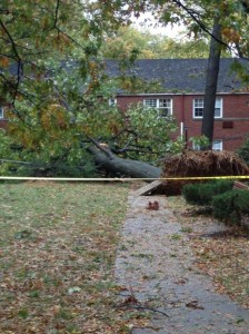 Tree down in Arlington Oaks (courtesy @MsCole84)