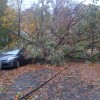Trees down on wires and cars, blocking the roadway, at S. Harrison Street and 5th Street S. (courtesy 