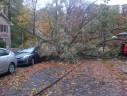 Trees down on wires and cars, blocking the roadway, at S. Harrison Street and 5th Street S. (courtesy "a Glencarlyn resident")