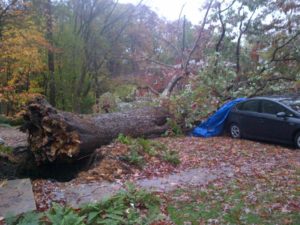 Trees down on wires and cars, blocking the roadway, at S. Harrison Street and 5th Street S. (courtesy "a Glencarlyn resident")