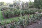 Fall rose buds at the Bon Air Rose Garden were decimated by midge