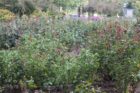 Fall rose buds at the Bon Air Rose Garden were decimated by midge