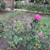 Fall rose buds at the Bon Air Rose Garden were decimated by midge