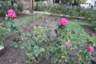 Fall rose buds at the Bon Air Rose Garden were decimated by midge