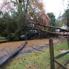 Fallen tree in Bluemont