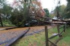 Fallen tree in Bluemont