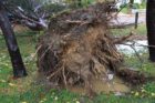 Fallen tree in Bluemont