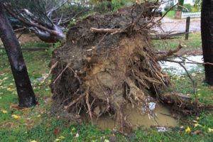 Fallen tree in Bluemont