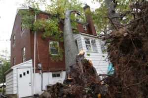 Two trees fell in the backyard of a home in Arlington Forest. One fell on the home itself.