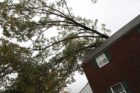 Two trees fell in the backyard of a home in Arlington Forest. One fell on the home itself.