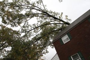 Two trees fell in the backyard of a home in Arlington Forest. One fell on the home itself.