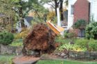 Neighbors look at a large tree that fell in the front yard of a home in Lyon Park