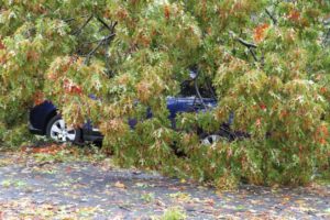 A tree came crashing through a house on the 2800 block of 2nd Road N. in Lyon Park. Four people were at home at the time; all escaped unscathed.