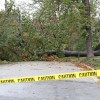 A tree down across a road in Lyon Park