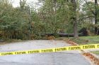 A tree down across a road in Lyon Park