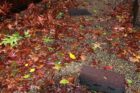 Shingles torn from townhomes in Ballston
