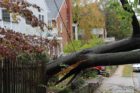 Tree takes down lines on N. Vermont Street in Waverly Hills