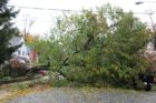 Tree takes down lines on N. Vermont Street in Waverly Hills