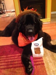 Starr with her Dogma Treats_462x619