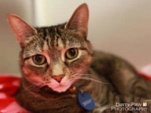 Jasmine the cat
