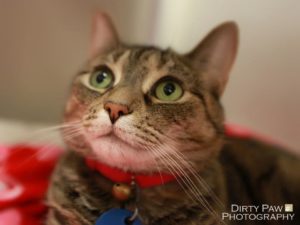 Jasmine the cat