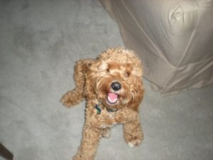 Buster