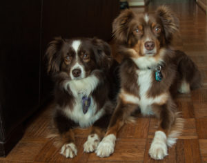 Chewie and Wicket