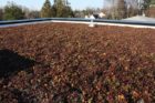 2617 Green Roof (1)_825x549