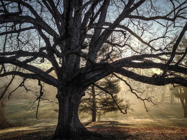 Reevesland Oak at Bluemont Park by Ddimick (photo taken with iPhone 4S)