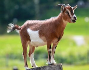 Goat (photo by Armin Kubelbeck via Wikimedia)