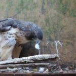 Red tail hawk eating