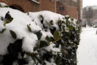 Snowstorm hits Arlington 1/21/14