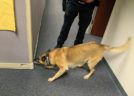 ACPD K-9 Ozzie demonstrates his tracking skills