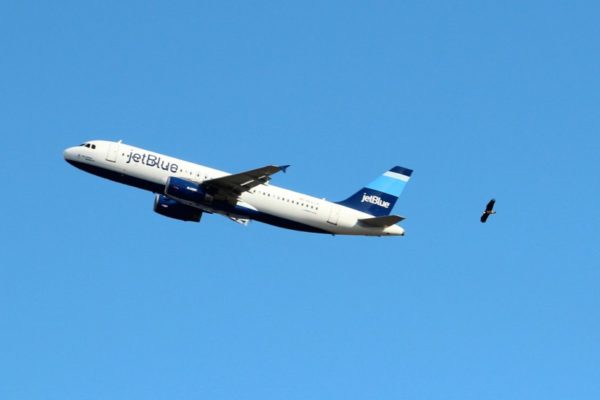 An eagle flies in view of a JetBlue flight departing from Reagan National Airport (photo courtesy Becky Barnes)