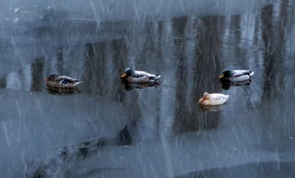 Mallards in Sparrow Pond near Four Mile Run (Flickr pool photo by Mrs. Gemstone)