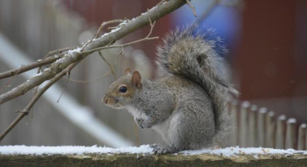 Squirrel in the snow (Flickr pool photo by J. Sonder)