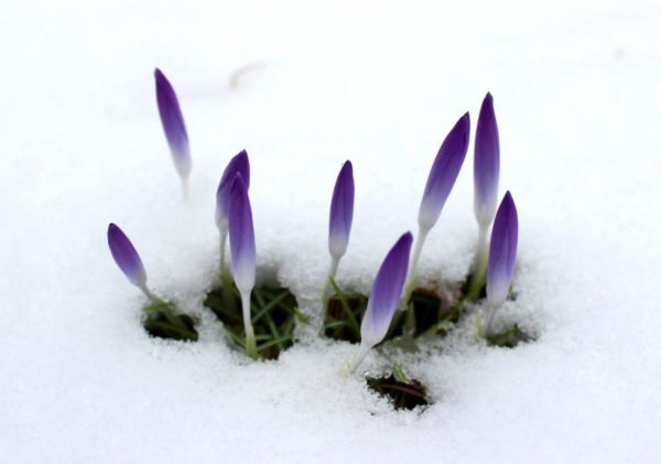 Sign of spring (Flickr pool photo by ksrjghkegkdhgkk)