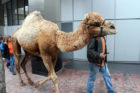 WJLA brings camel to Rosslyn on Hump Day