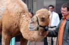 WJLA brings camel to Rosslyn on Hump Day