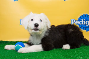 Arlington's Ginger, featured in Puppy Bowl X