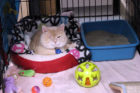 Arrow, the cat that had been shot with BBs, gets adopted